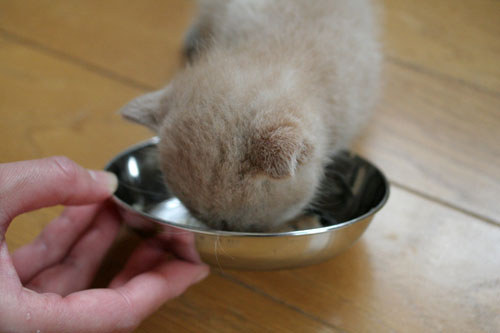 怒涛の2008年_d0355333_17044523.jpg