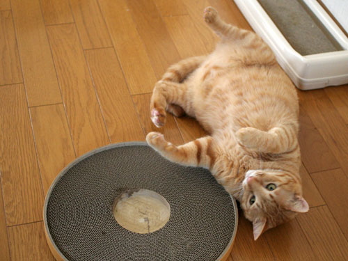怒涛の2008年_d0355333_17044628.jpg