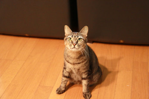怒涛の2008年_d0355333_17044751.jpg