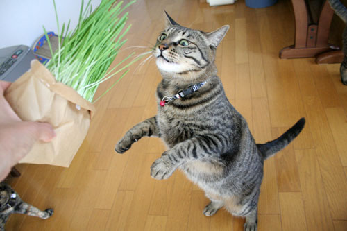 怒涛の2008年_d0355333_17044904.jpg