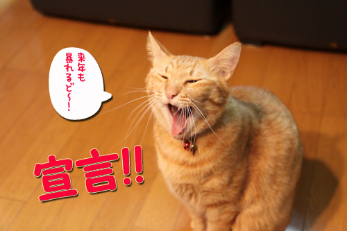 怒涛の2008年_d0355333_17044972.jpg