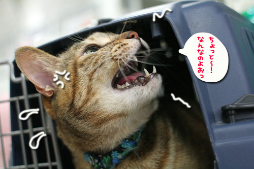 頼り頼られクロスマッチ★緊急のお願い★_d0355333_18552806.jpg