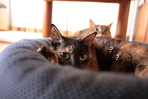 背後に何かが・・・_d0355333_18553376.jpg