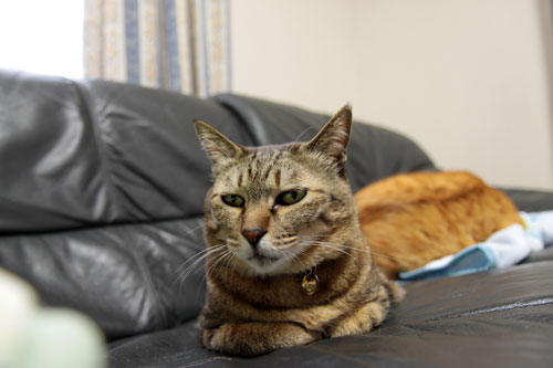 人面猫_d0355333_18553931.jpg