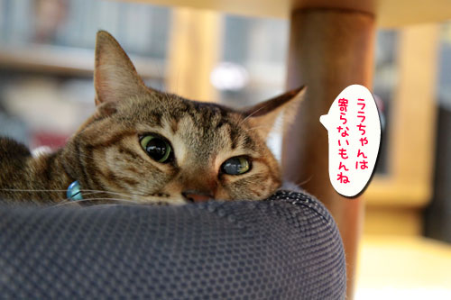 色悪ィ~ずの由来_d0355333_18554979.jpg