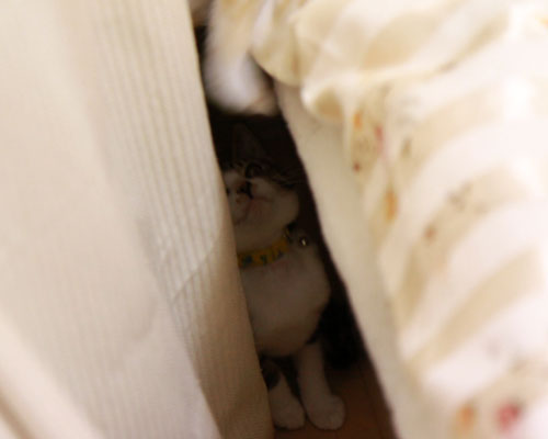 こうちゃん幸せへの旅立ち_d0355333_18560070.jpg