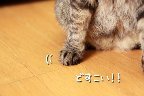 どすこい!_d0355333_18574384.jpg