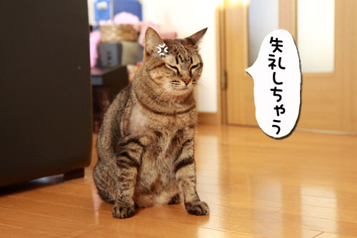 どすこい!_d0355333_18574389.jpg
