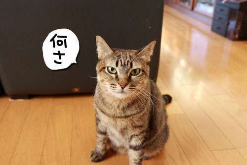 どすこい!_d0355333_18574395.jpg