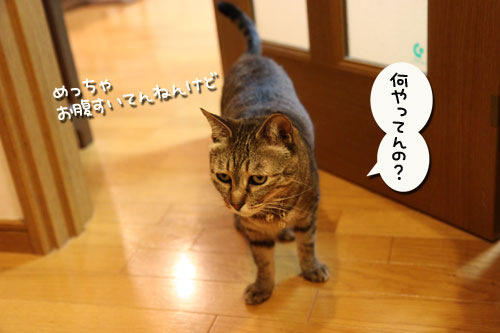 東京マラソンの準備_d0355333_19001155.jpg