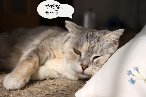 まみちゃん★10歳_d0355333_19003875.jpg