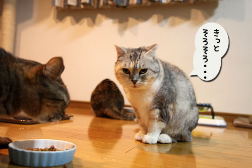 残りものには福?_d0355333_19005044.jpg