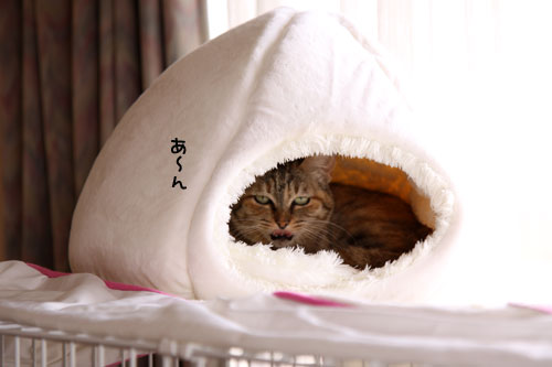 残りものには福?_d0355333_19005100.jpg