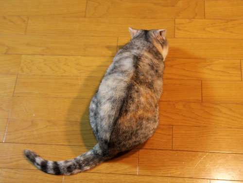 残りものには福?_d0355333_19005136.jpg