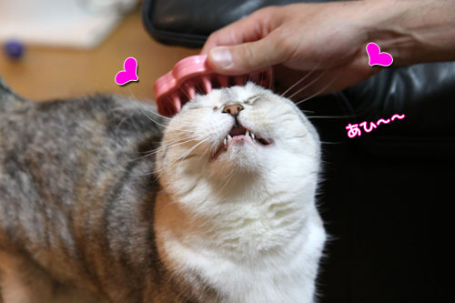 CMでおなじみの_d0355333_19014925.jpg