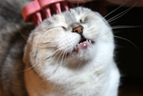 CMでおなじみの_d0355333_19015063.jpg