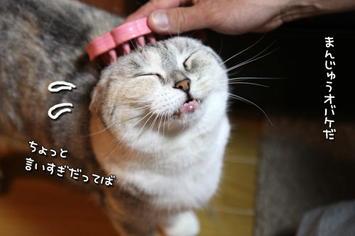 CMでおなじみの_d0355333_19015075.jpg