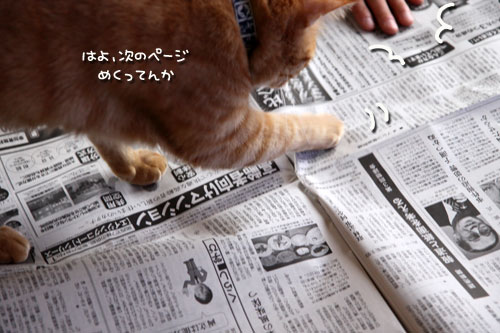 朝刊攻防戦_d0355333_19015705.jpg