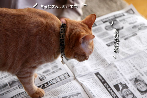 朝刊攻防戦_d0355333_19015740.jpg