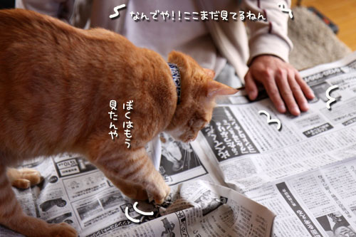 朝刊攻防戦_d0355333_19015799.jpg