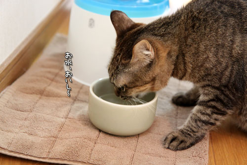 気まぐれあすか_d0355333_19020305.jpg