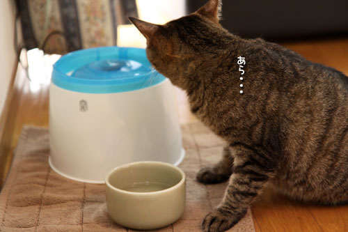 気まぐれあすか_d0355333_19020342.jpg