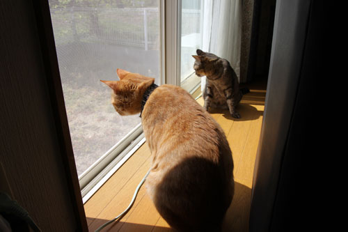 猫警備員に要注意_d0355333_19021505.jpg