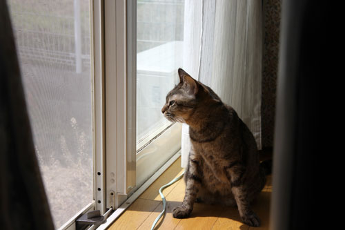 猫警備員に要注意_d0355333_19021517.jpg