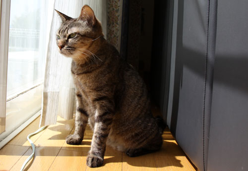 猫警備員に要注意_d0355333_19021561.jpg