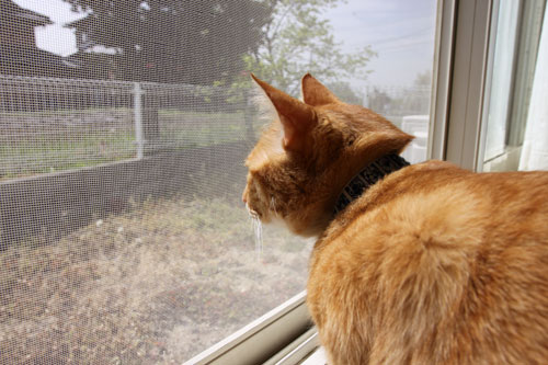 猫警備員に要注意_d0355333_19021610.jpg