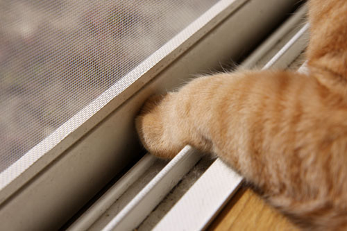 猫警備員に要注意_d0355333_19021762.jpg
