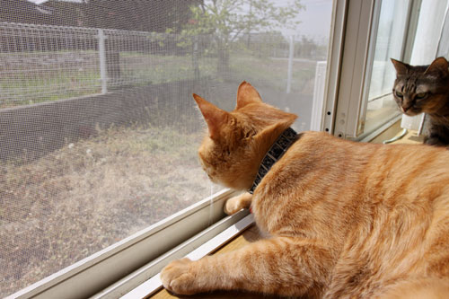 猫警備員に要注意_d0355333_19021777.jpg