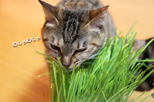久々の猫草バトル_d0355333_19022272.jpg