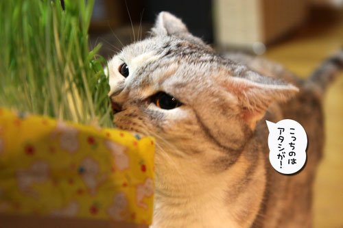 久々の猫草バトル_d0355333_19022376.jpg