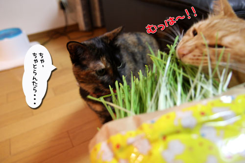 久々の猫草バトル_d0355333_19022421.jpg