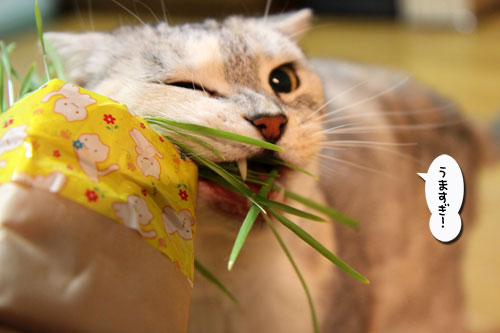 久々の猫草バトル_d0355333_19022435.jpg