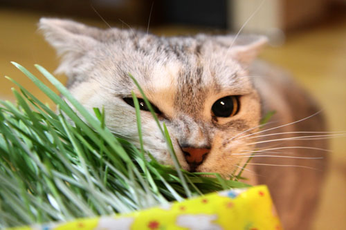 久々の猫草バトル_d0355333_19022470.jpg