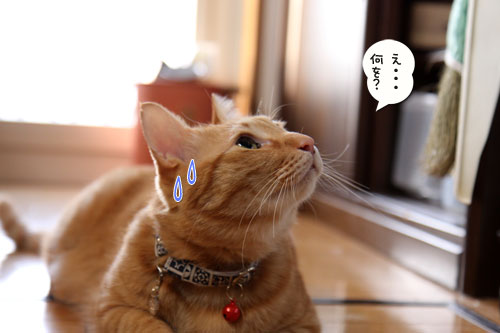 悪いコトはできまい。_d0355333_19023114.jpg