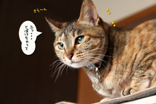 悪いコトはできまい。_d0355333_19023191.jpg