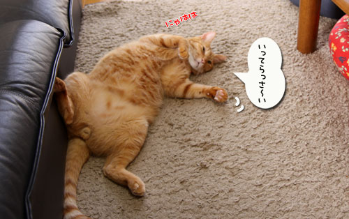 ぶちゃいどる平太くんの写真を見に・・・_d0355333_19023359.jpg