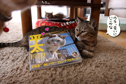 ぶちゃいどる平太くんの写真を見に・・・_d0355333_19023504.jpg