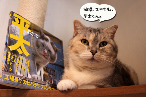 ぶちゃいどる平太くんの写真を見に・・・_d0355333_19023594.jpg