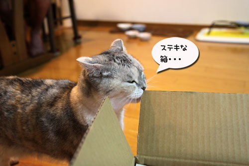 母の日ギフトは誰のもの?_d0355333_19031805.jpg
