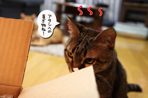 母の日ギフトは誰のもの?_d0355333_19031808.jpg