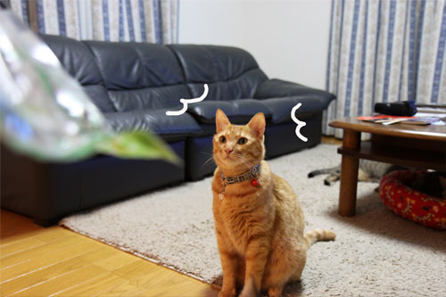 母の日ギフトは誰のもの?_d0355333_19031827.jpg