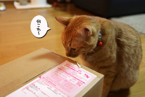 母の日ギフトは誰のもの?_d0355333_19031872.jpg