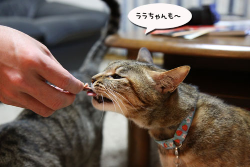 母の日ギフトは誰のもの?_d0355333_19031944.jpg
