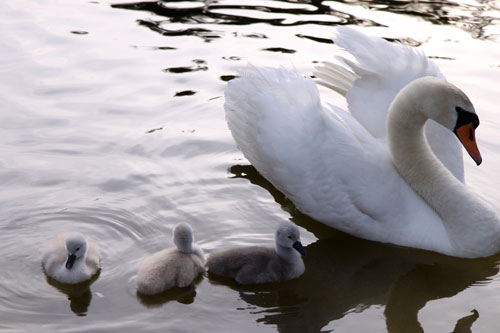 白鳥の湖の罠_d0355333_19032010.jpg