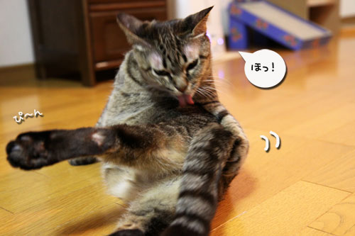 さて、軍配は・・・?_d0355333_19034516.jpg