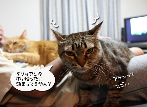 さて、軍配は・・・?_d0355333_19034661.jpg